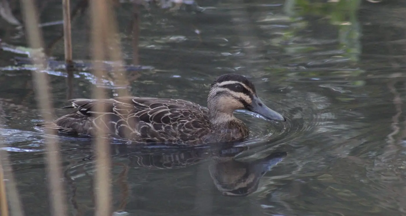 Restricted duck season