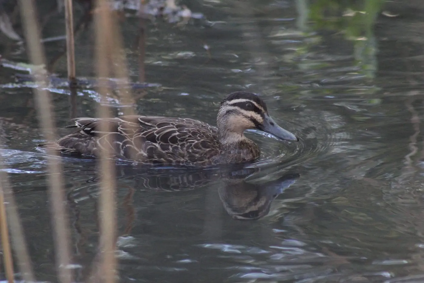 TARGET SPECIES: Pacific black duck, endemic throughout the North East and Goulburn Valley regions, is one the target species during the restricted duck season in Victoria this year. PHOTO: Jeff Zeuschner