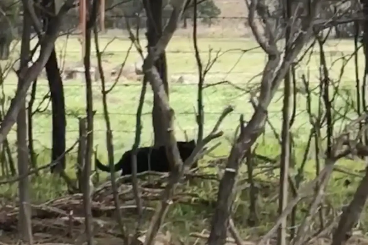 BIG CAT OR PANTHER: A farmer from Nagambie who wished to remain anonymous took this footage of a very impressive feline roaming around his farm.