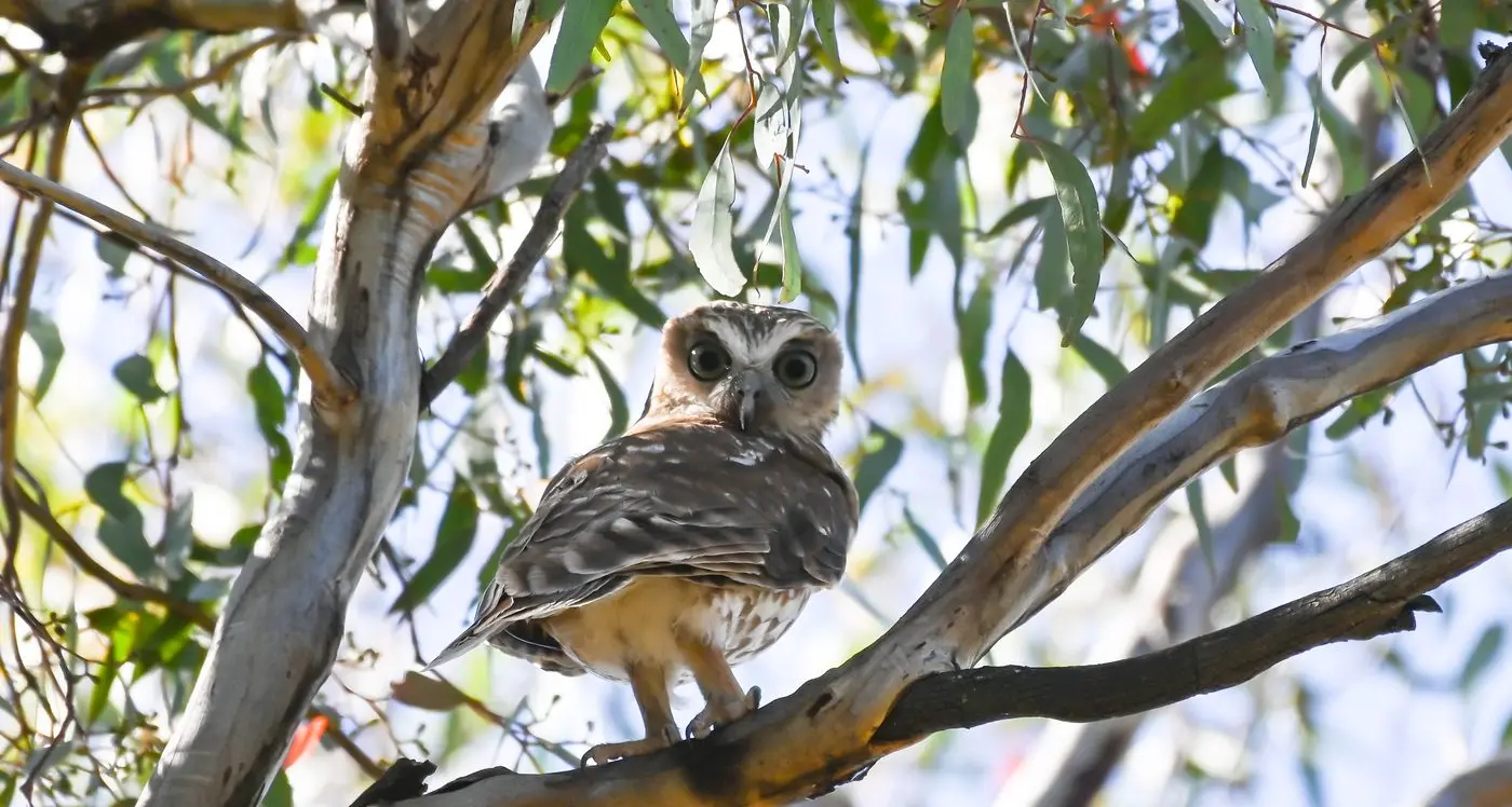 Pros and amateurs called to fill calendar