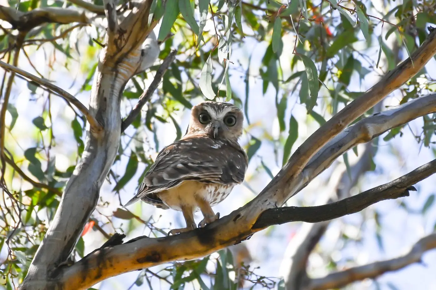 NATURE CALL FOR ENTHUSIAST: The front cover image of this year\\u2019s 2025 Goulburn Broken Catchment Management Authority calendar is a stunning photo of an Australian boobook by Richard Gregson.