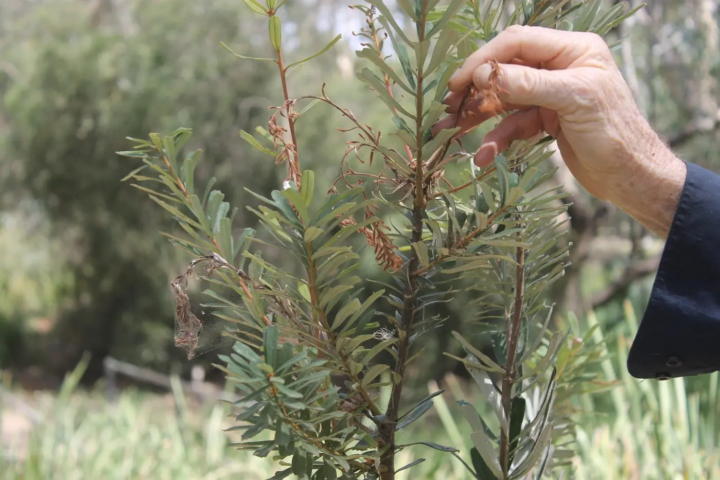 TREE CONCERNS: This Silver Banksia is one of many trees that have shown signs of ring\\u2013barking, with the tree dying within days.  Id:37467