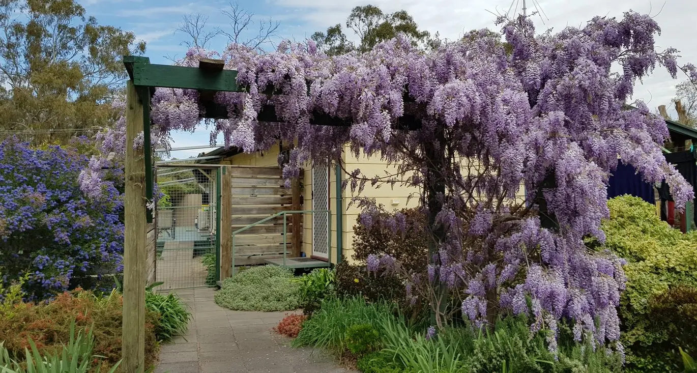 Violet Town to host Open Gardens Day
