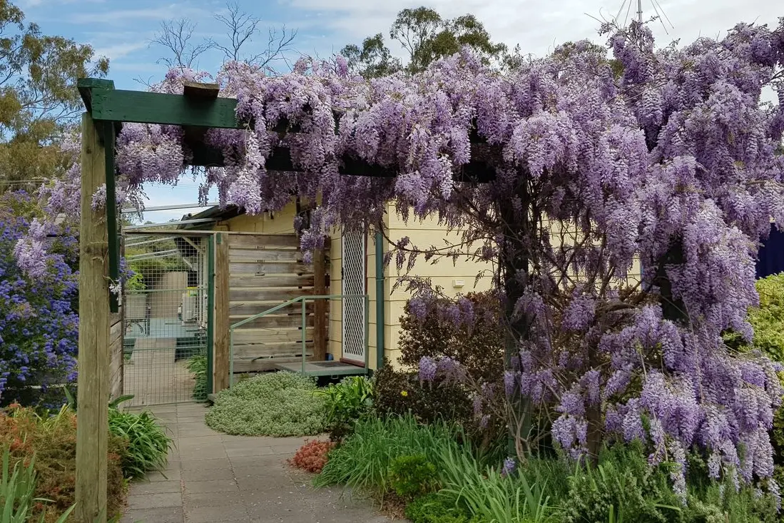 DELIGHTFUL GARDEN: One of seven Violet Town gardens that will open to the public in October.