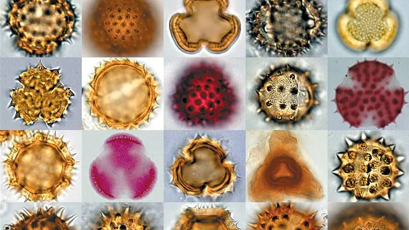 Asthma sufferers on thunder alert