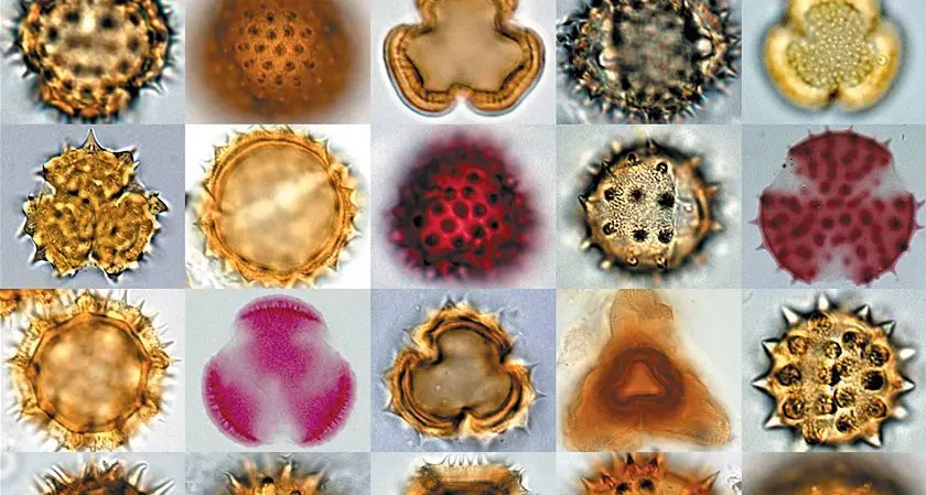 Asthma sufferers on thunder alert