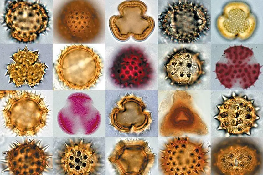 Asthma sufferers on thunder alert