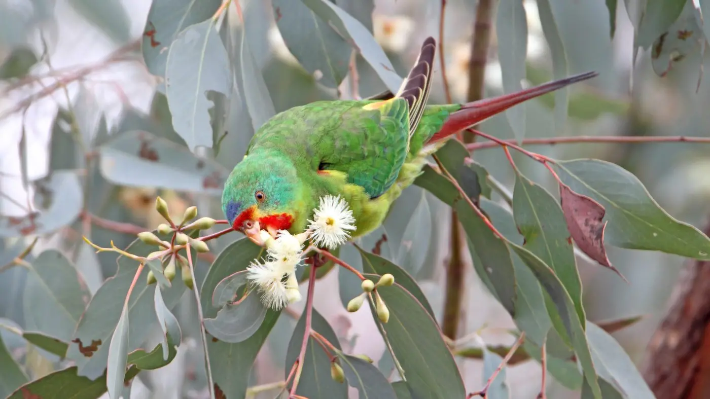 From Tasmania to here: swift action needed