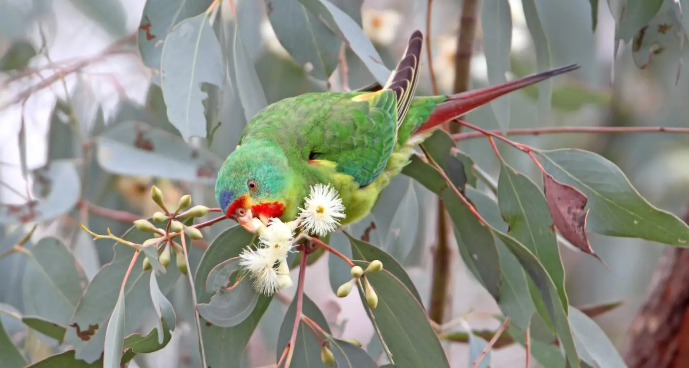 From Tasmania to here: swift action needed