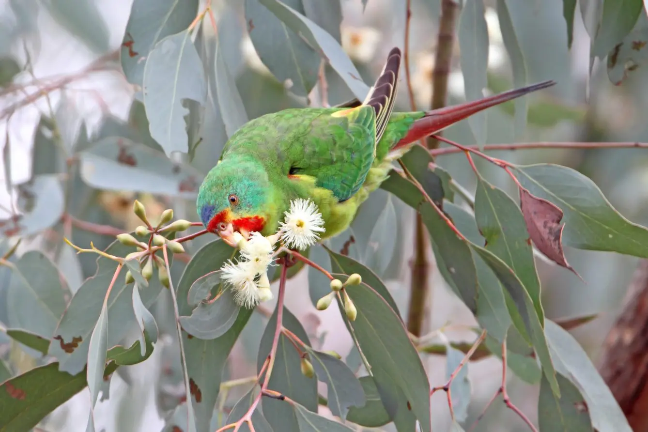 LOCALLY-BOUND: There are only a few hundred swift parrots left in the wild. PHOTO: Chris Tzaros