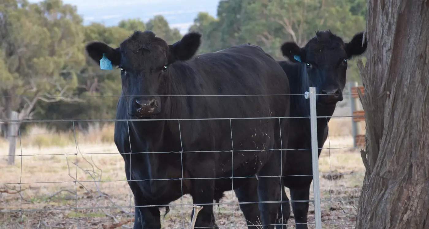 $26m NLIS grant quite uplifting