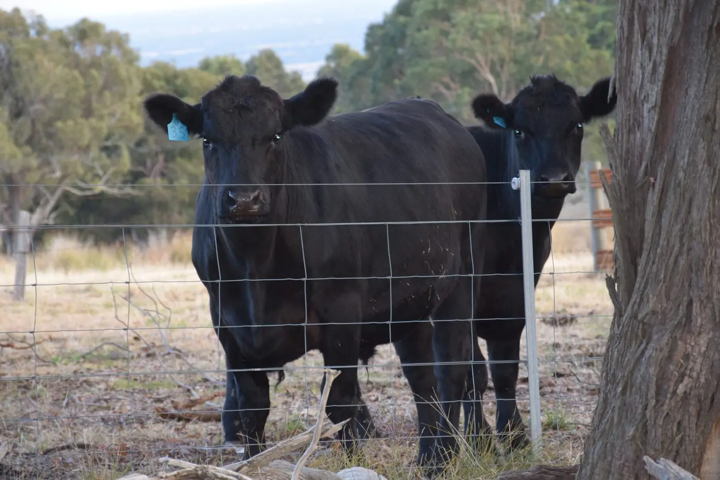 BETTER TRACEABILITY: A new and improved NLIS will streamline cattle management. PHOTO: Andy Wilson