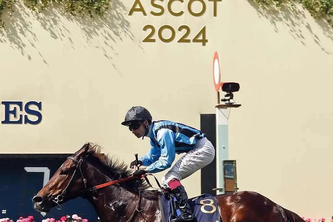 Noor Elaine Farm celebrates Asfoora's stunning Royal Ascot win