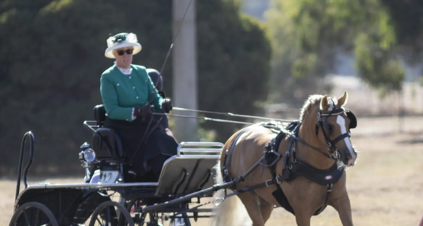 Carriage classic held in Longwood