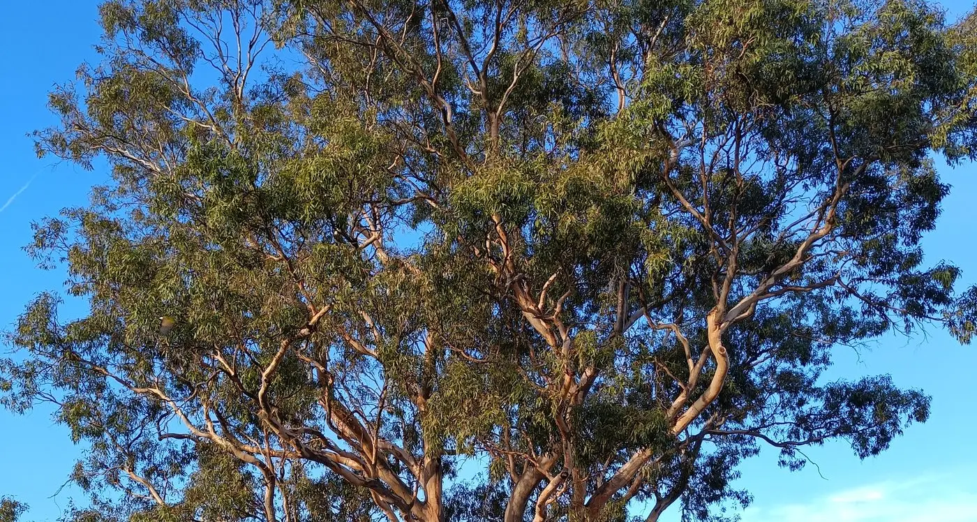 Ultimatum claimed: tree goes or else