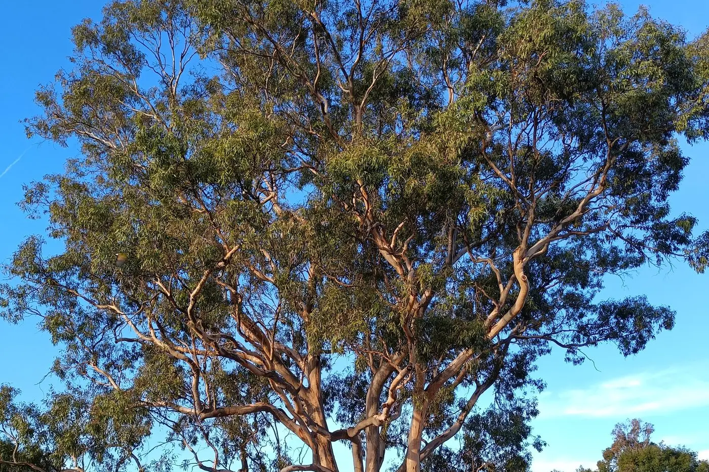 SHOULD STAY: Euroa Connect chair Jim Shovelton says the tree should be preserved. \"Our view, informed by experts, is that the retention of the tree is not a barrier to the construction of the underpass, and it therefore should be retained,\" Mr Shovelton said.