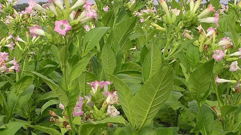 Tipoffs best weapon for fighting illegal tobacco: ATO