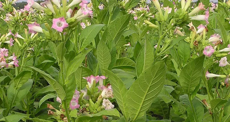 Tipoffs best weapon for fighting illegal tobacco: ATO