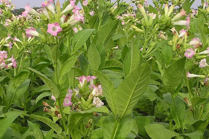 VIGILANCE AND AWARENESS: A community tipoff led to a recent raid at a property in rural Victoria resulting in the seizure and destruction of over 16 tons of illicit tobacco.