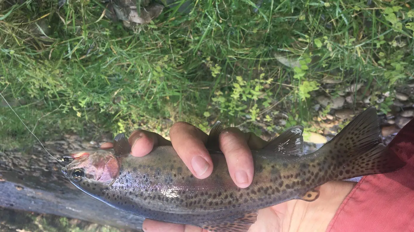 Arb' angling adventure