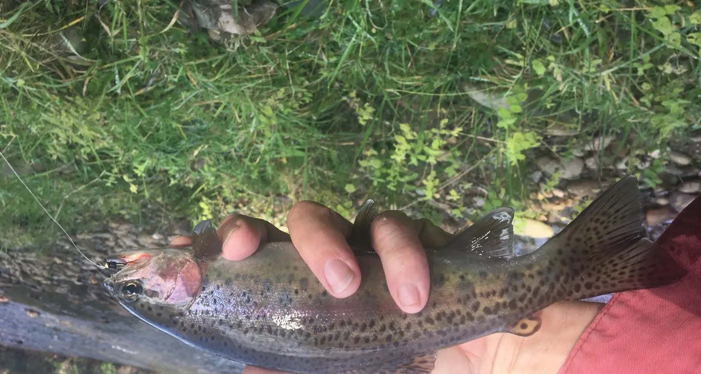 Arb' angling adventure