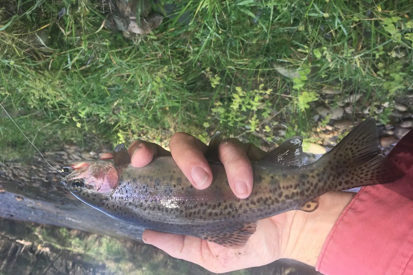COME AND FISH: The Euroa Arboretum dam is stocked with trout three times a year. PHOTO: Andy Wilson