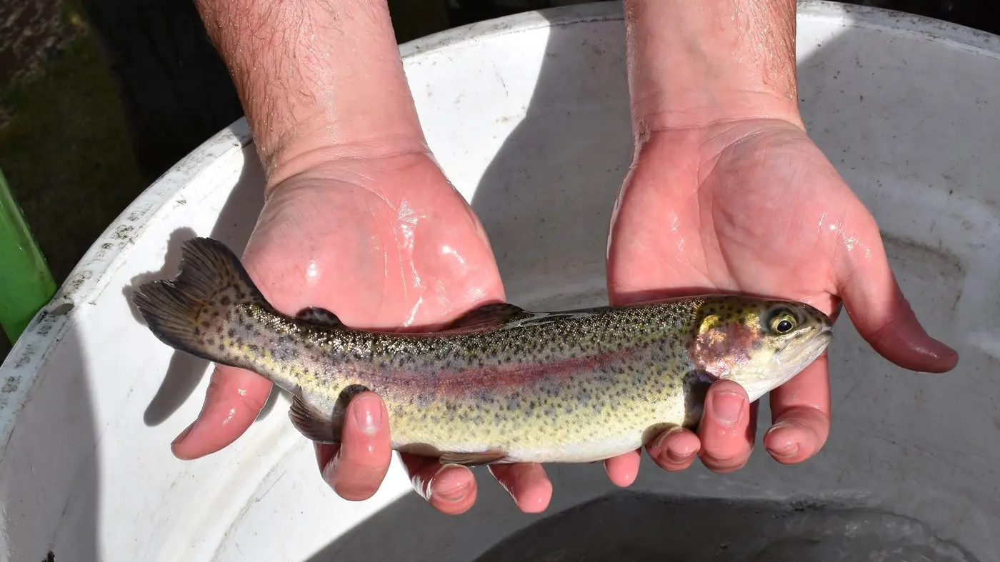 Trout a great shout for family fun