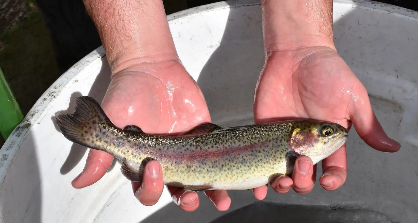 Trout a great shout for family fun