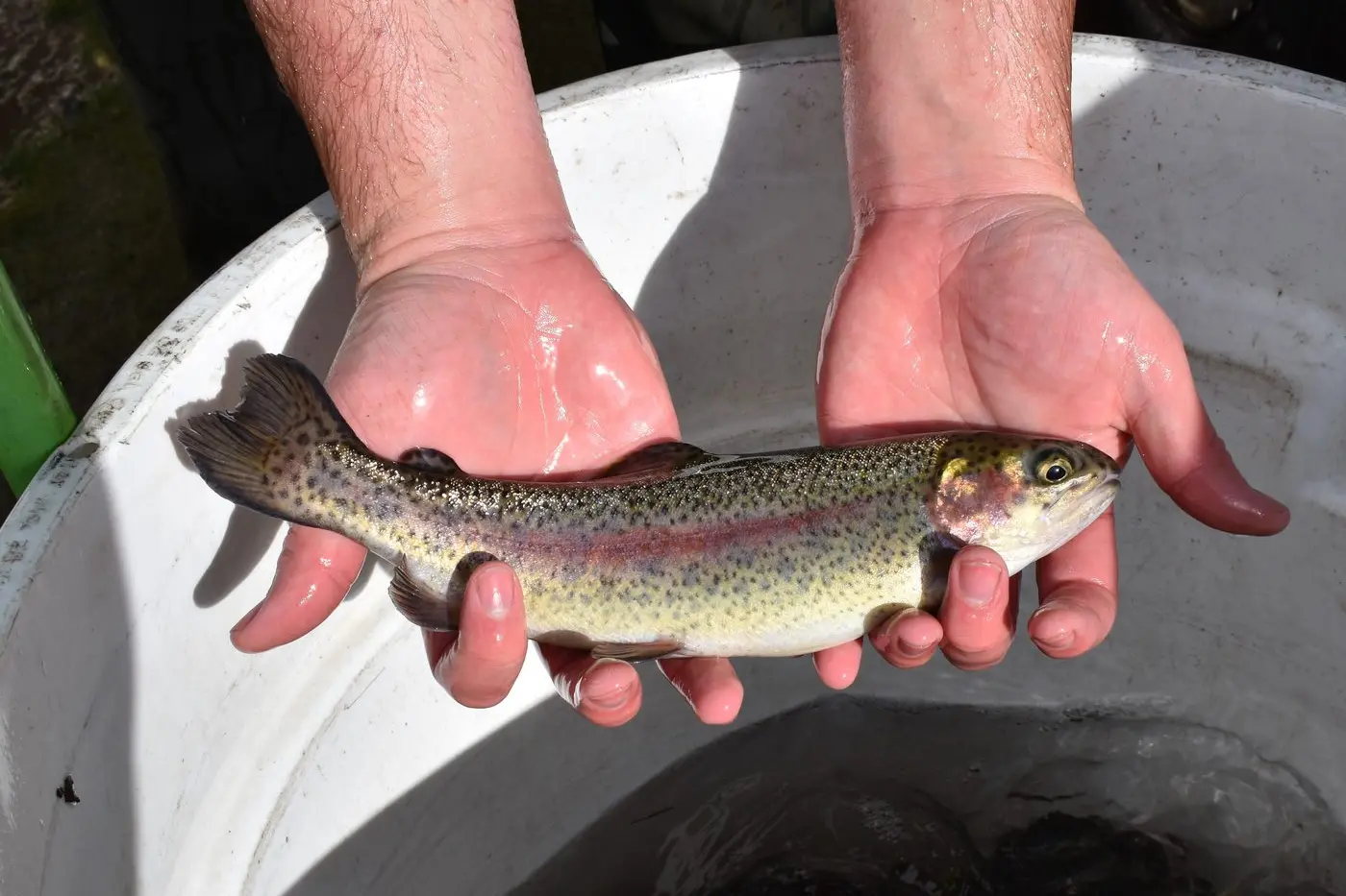 HIGH COUNTRY BORN AND BRED: The recently released rainbow trout were grown at the Snobs Creek hatchery. PHOTO: Victorian Fisheries Authority\\n