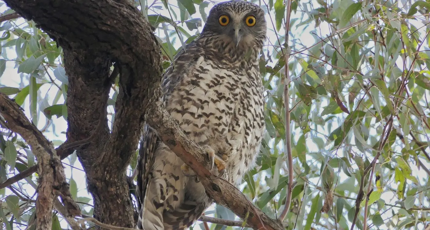 Wise, powerful, yet homeless