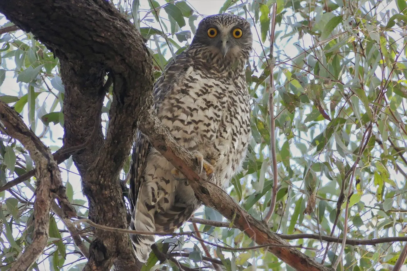 IN NEED OF KNOT-HOLE HOMES: The powerful owl, Australian boobook, and owlet-nightjar all need conserving by the preservation of trees with cavities in their trunks and branches. PHOTOS: Jacob Dedman, Richard Gregson, Ruth Ault