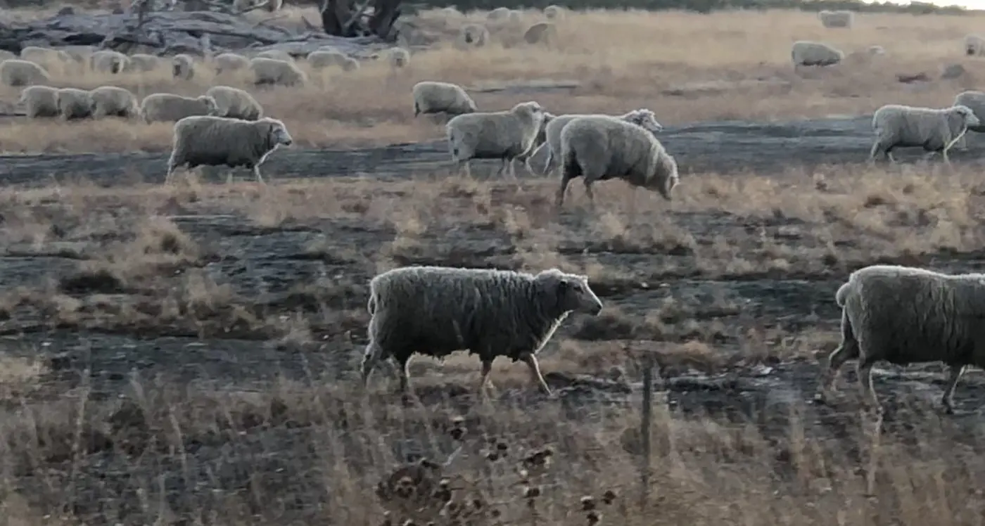 Saving summer soils: stock off, groundcover on