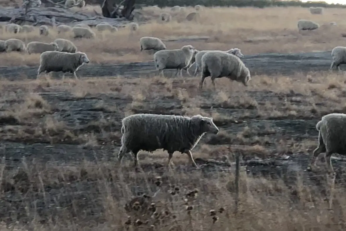 DE-STOCK TO SAVE SOIL: Farmers are being urged to not compromise soil health by allowing stock to stay too long in paddocks at the end of summer. PHOTO: Andy Wilson