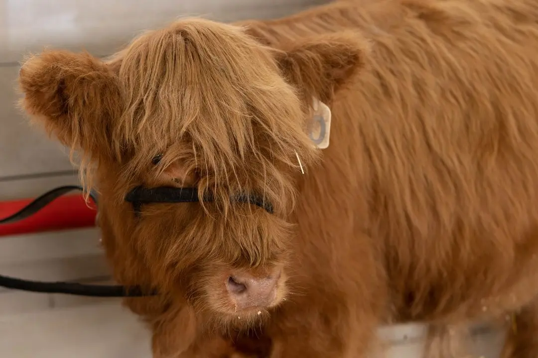 HIGHLAND CATTLE ON HAND: April\\u2019s Seymour Alternative Farming Expo will host a range of livestock to ride, pat and learn about.