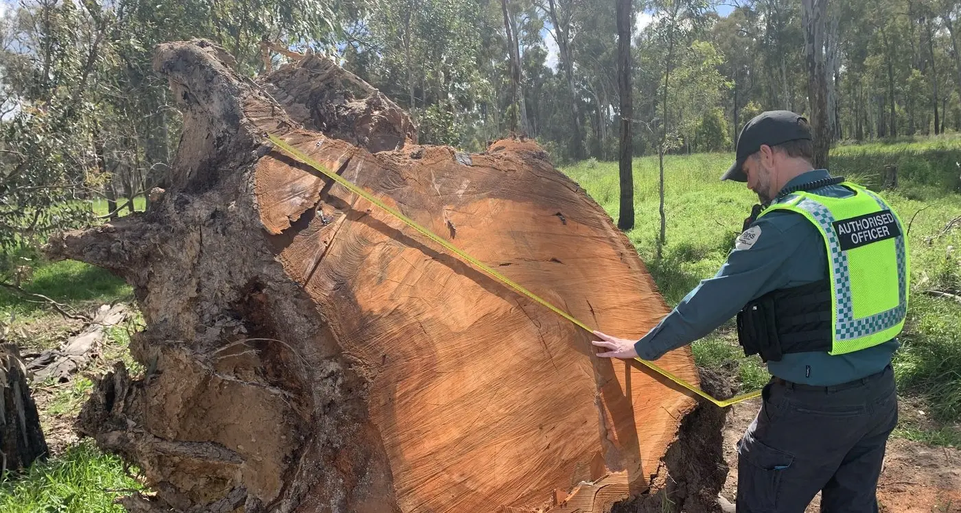 Nearly 10,000 trees illegally felled as firewood theft cripples parks and forests