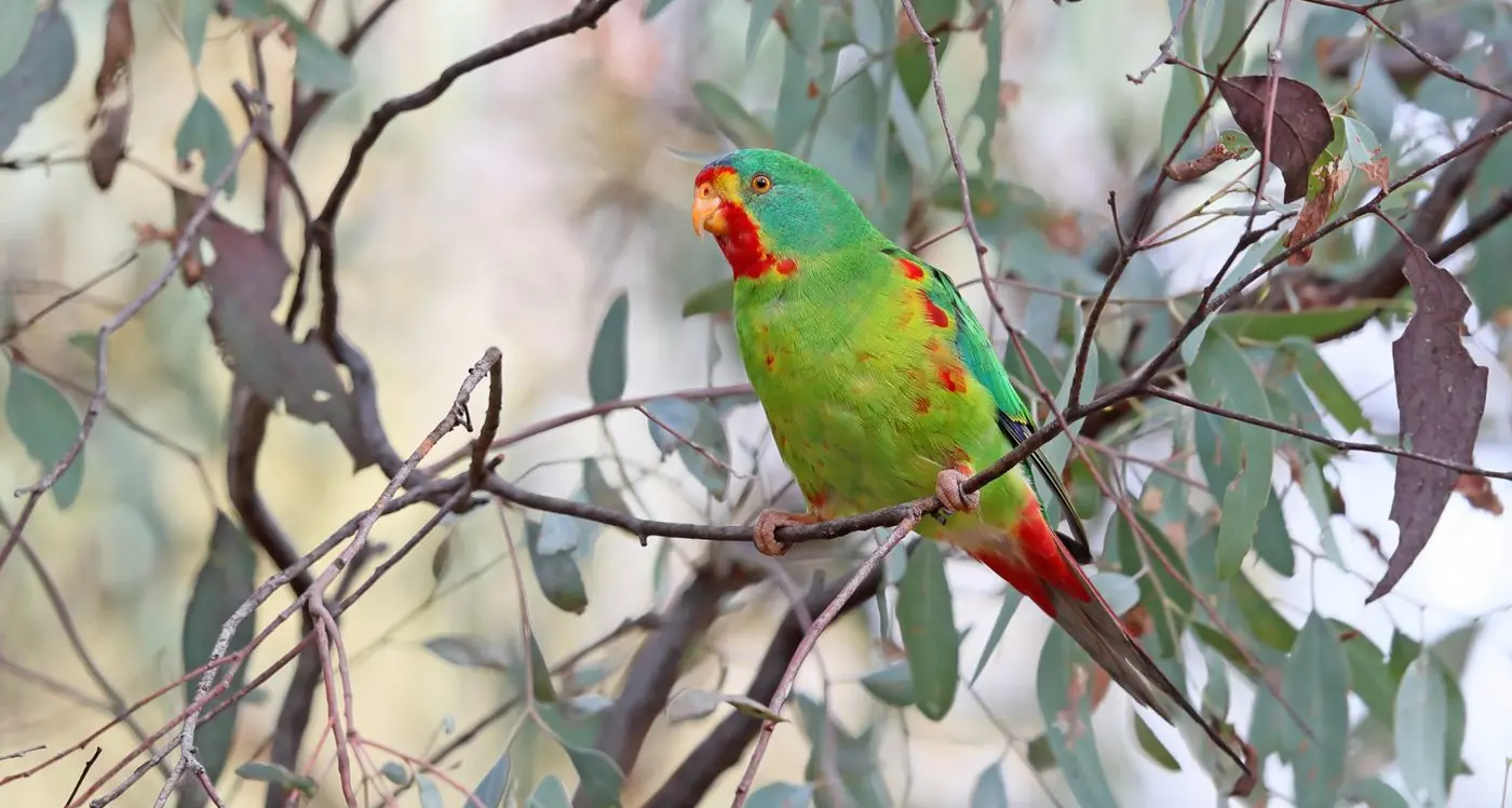 Landholders helping Swift Parrots