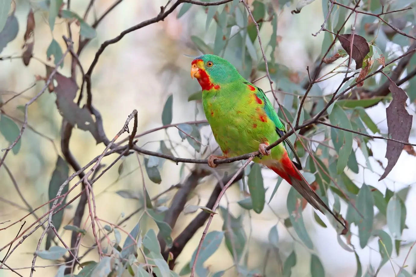 STEADY GROWTH: The Swift Parrot, which has been observed in increased numbers on Creighton\\u2019s Hill and properties surrounding that property just outside Euroa. \\nPHOTO: Chris Tzaros (Birds Bush and Beyond