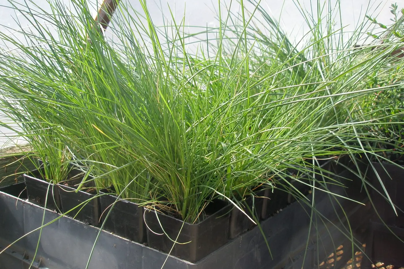 GROWING ENVIRONMENT: Not only does the learning flourish at St John\\'s School, but eight-week-old native grasses planted by students have tripled in size as part of an environmental awareness program. PHOTO: Ray Thomas