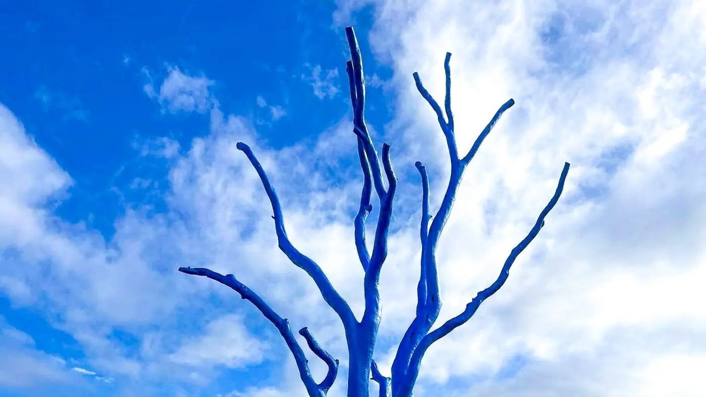 Hold your brushes for now, as Euroa blue tree avoids the wet