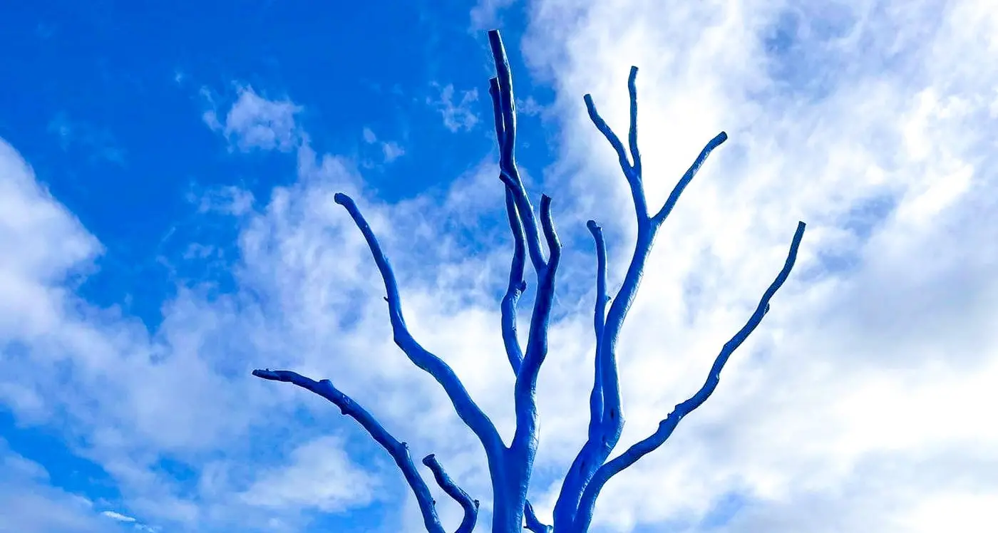 Hold your brushes for now, as Euroa blue tree avoids the wet