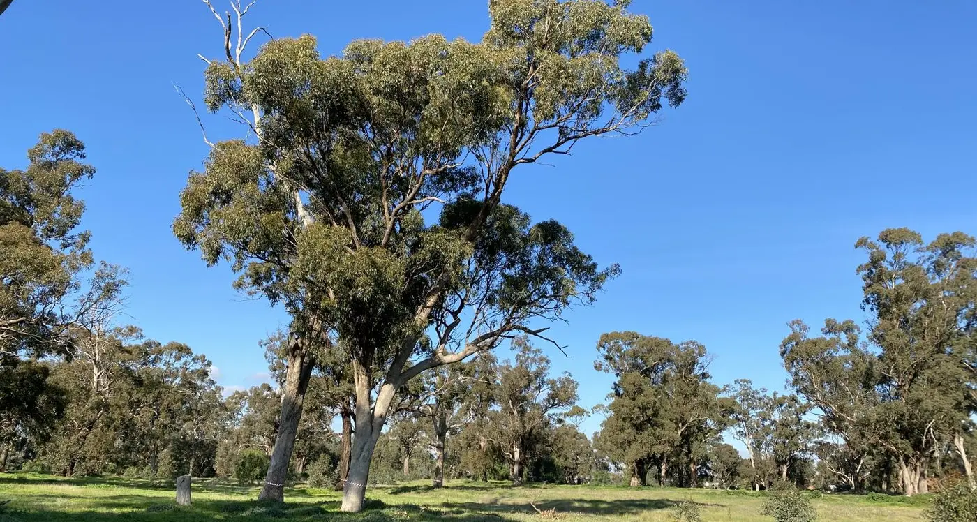 Campaign to save trees at Elloura