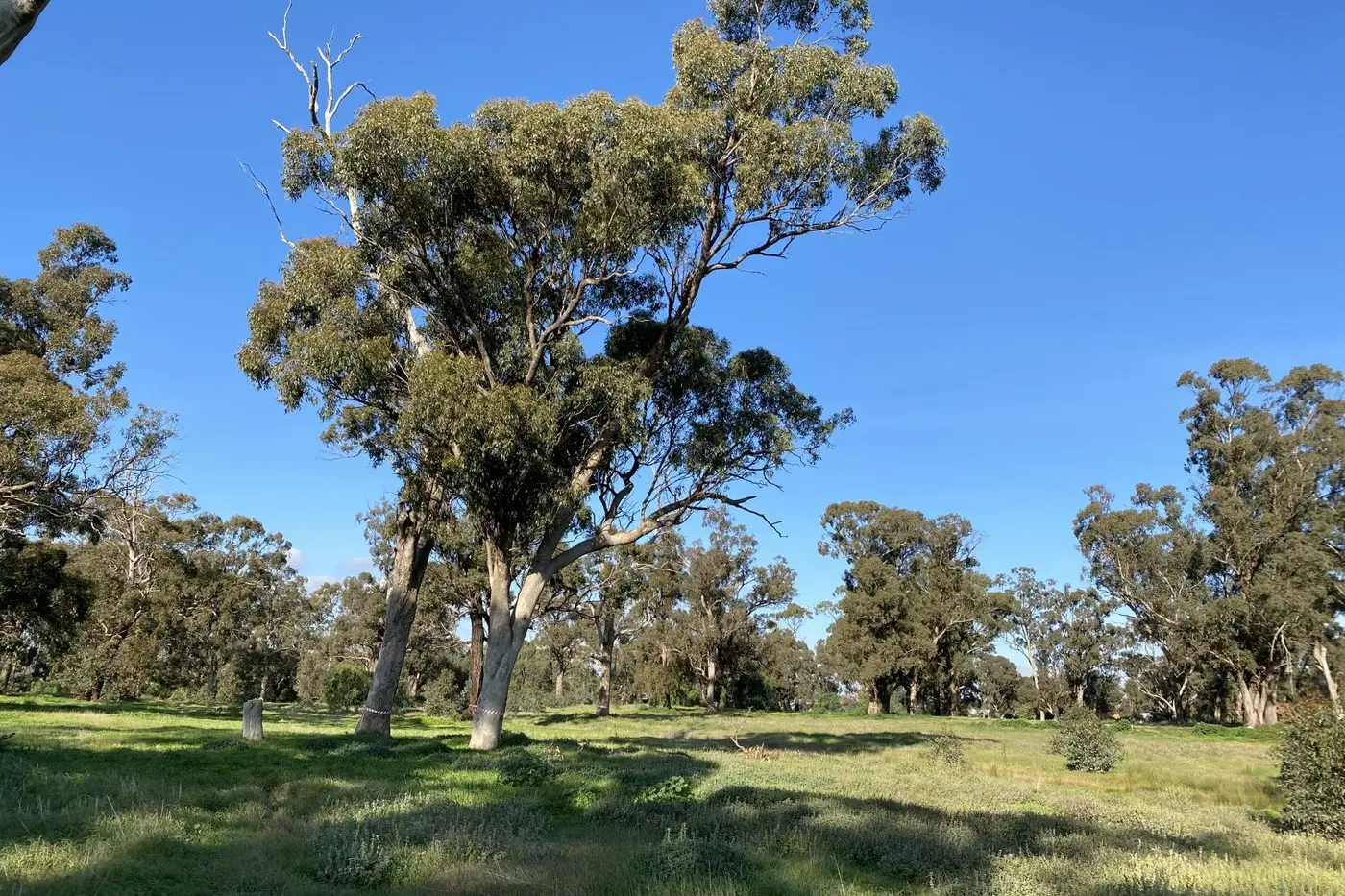 SLATED FOR REMOVAL: These four hollow bearing trees are planned to be removed at Elloura Estate in Nagambie for development. Ms Sleigh they provide important biodiversity in the area.