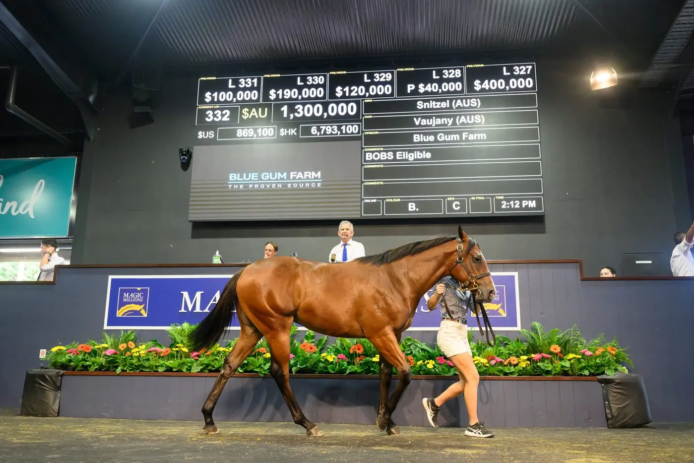SUCCESSFUL SNITZEL: At Magic Millions, Blue Gum Farm sold a Snitzel colt (pictured) for $1.3 million to a New Zealand buyer, David Ellis. PHOTO: Magic Millions