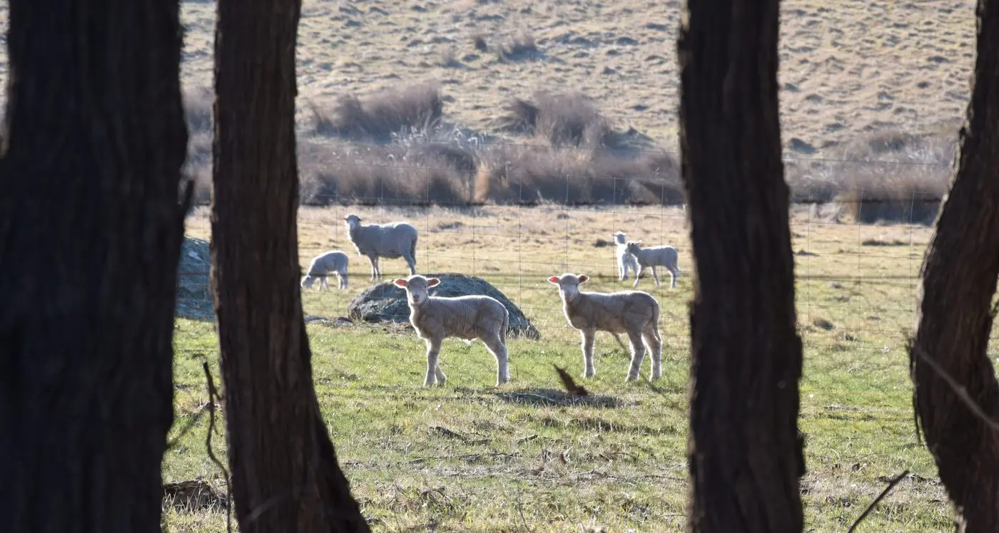 Tyrrell seeks special hardship funding for drought-affected farmers