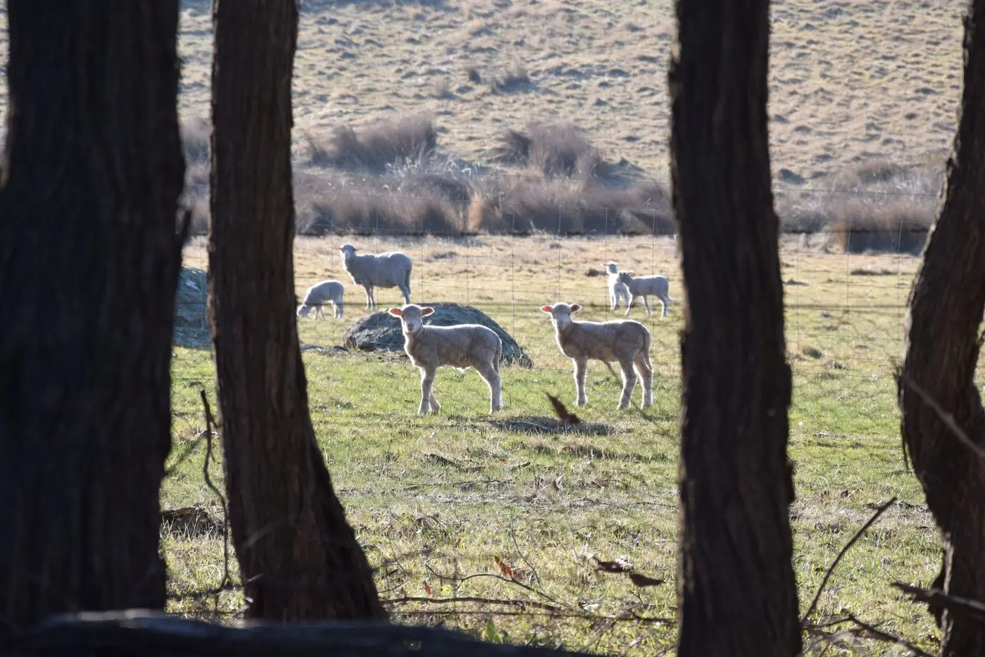 \\nSUPPORT SOUGHT: Rikki-Lee Tyrrell successfully moved a motion in the Victorian Parliament calling on the state government to provide extra funding for farming households struggling in the wake of the ongoing drought.\\n