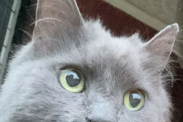 HAVE A SAY: Council is seeking feedback on a range of things from managing waste and outdoor burning to how pets are kept. PHOTO: Dharathi Venkatesh