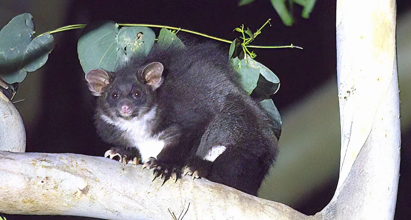 Planned burns court appeal imminent