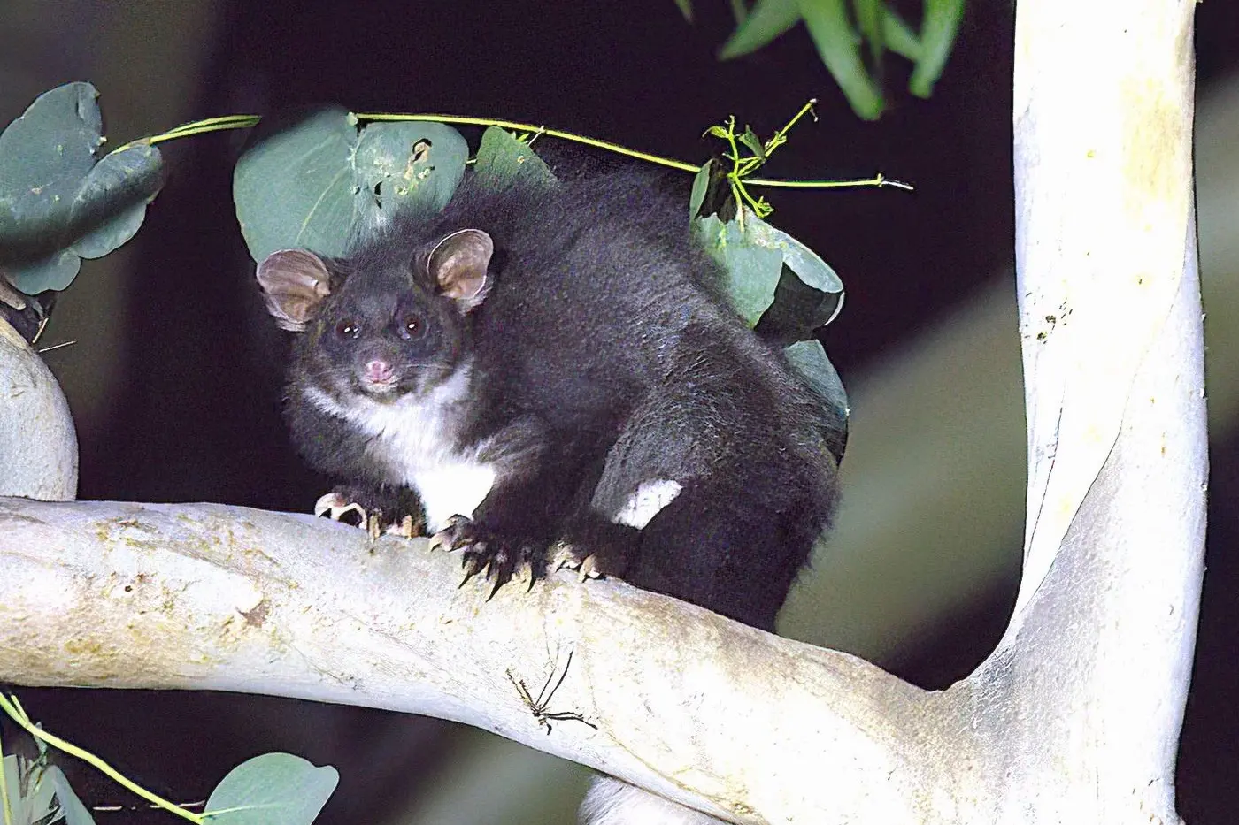 SAVE THE GLIDERS: Save Our Strathbogie Forest members believe planned burns will be detrimental to the Southern Greater Glider. PHOTO: Helen Repacholi