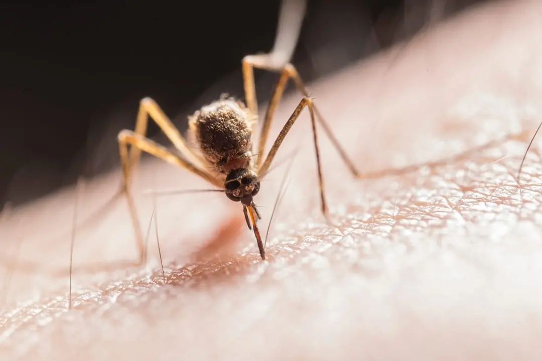 DETECTED: A mosquito carrying the Murray Valley encephalitis virus was detected in Indigo Shire last week, with the virus experiencing a resurgence through northern Victoria after a decade\\u2013long absence.  Id:36163