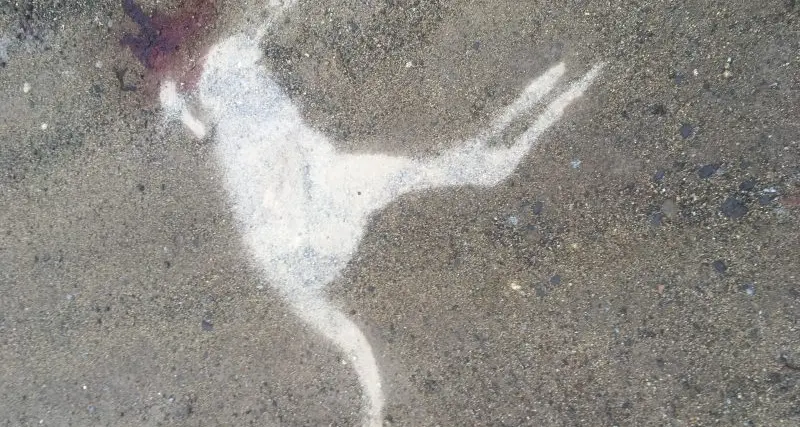 Calls to keep young wildlife safe